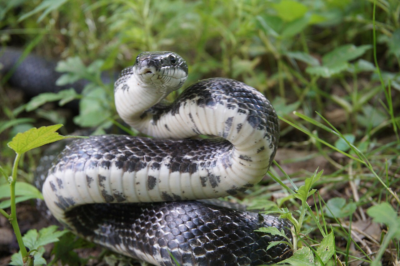 Eastern rat snake with a black back and white belly coiled in green grass