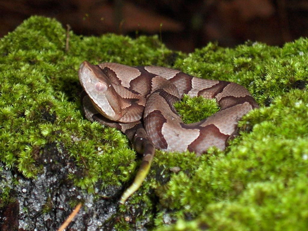 Young copperhead coiled on green moss, showing hourglass bands and a yellow-green tail tip